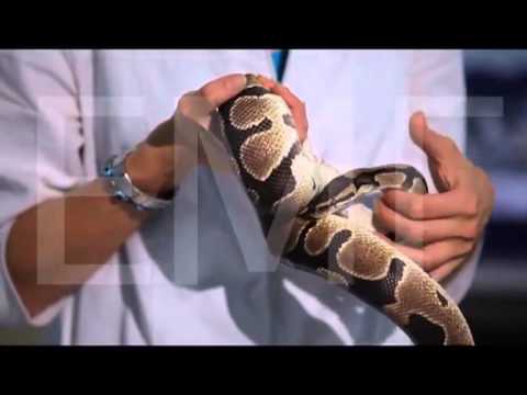 Стоматит у змей. Заболевание ротовой полости у змей