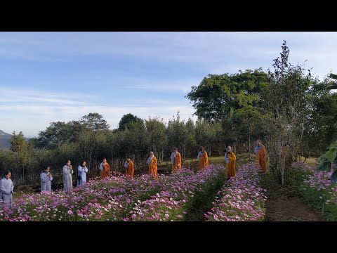 TINH HOA NIKAYA - AO TRONG - SƯƠNG NGỌT - CAM NGON!