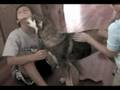 Adopt Scarlet