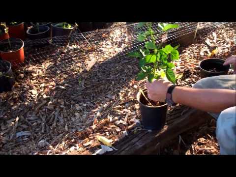 how to replant a blackberry bush
