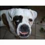 My laughing dog View Video
