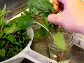 How to Store Basil