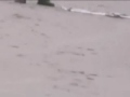 Manatee stole my wheels! The world is a dangerous place. Be careful.
