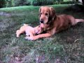 Charlie and his Cat