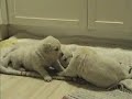 Süße Hunde