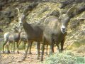 Bringing Back Bighorn Sheep - Texas Parks and Wildlife [Official]