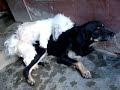 perro reguetonero.MPG
