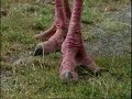 http://vinovo.magnify.net/watch/playlist/BBSBFQ9FTY52R1NQU novoj epizodi 