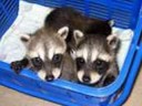 Racoons!!!