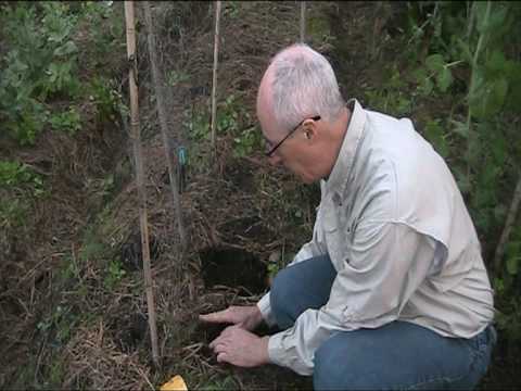 how to fertilize snap peas