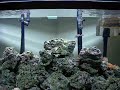 Six Line Wrasse complete a spawn.wmv