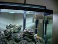 videos de Six Line Wrasse complete a spawn.wmv