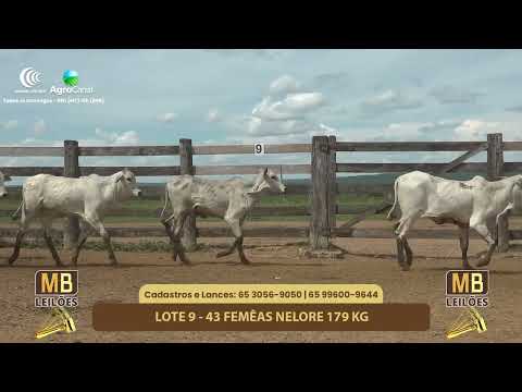 527� LEIL�O VIRTUAL MB LEIL�ES