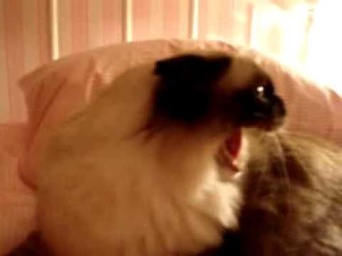 0 Caymus Videos