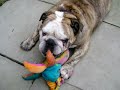 bulldog cross boxer playing with his mates