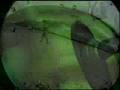 Red Animal War - "The Sky Above the Sky Below"