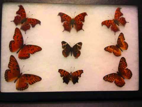 how to collect butterflies