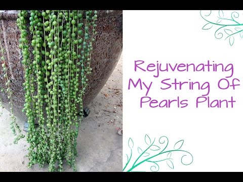 how to plant string of pearls
