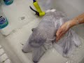 Bathing A Cat Video By Ask Susan Peters