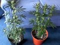 Pure Power Plant and Big Buddha Cheese (27 days)