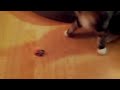 Click here to watch this video ニャルさんプルバックカーで遊ぶの巻。