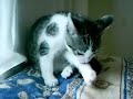 Gato Jugueton Gato Jugueton