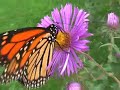 monarch butterfly