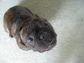 Bruno The Baby French Bulldog Bruno The Baby French Bulldog