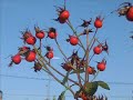 Hojas de oto�o. Feuilles mortes