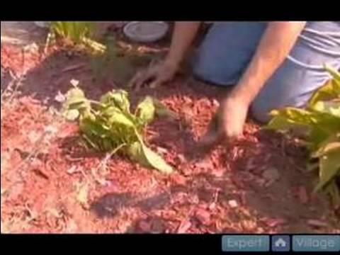 how to fertilize black eyed susans