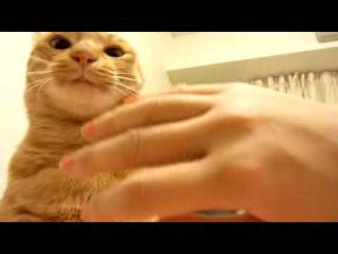 猫かわいがり