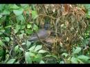 Robin Feeding Hatchling