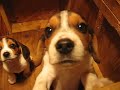 Beagle Puppies