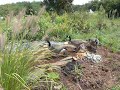 Bog Geese 1 Bog Geese 1