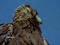 Dramatic footage of golden eagles hunting mountain goats. - warning for gruesomeness