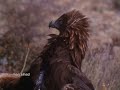 golden eagle goats mountains 