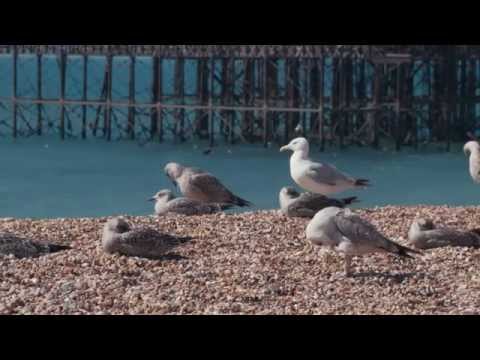 British Airways i360 Building The Tower