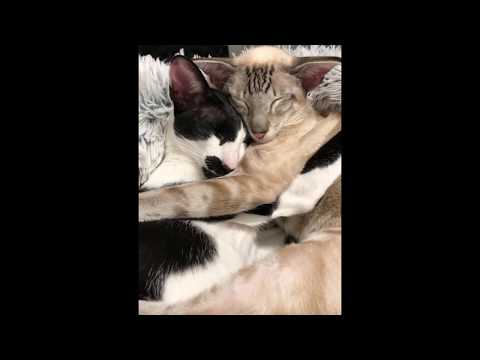 Oriental Shorthair cats cuddling