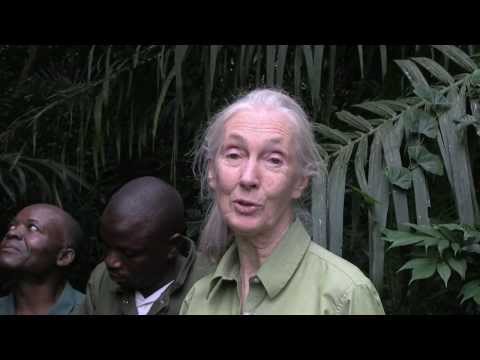 CHIMPANZEE