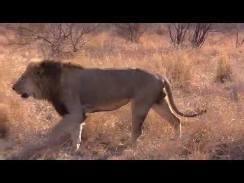 how to plan a trip to kruger national park