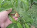 Tetro's Tree's