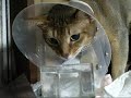 エリザベスカラーしていても水分補給する猫