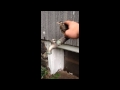 My Baby Robin Friend