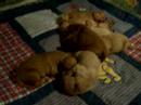 puppies 4 days old, Bean and Cody kids