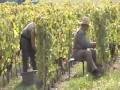 Grape Harvest in the French Alps View Video