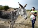 Burros en Borobia