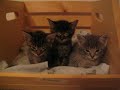 Sleepy Kittens