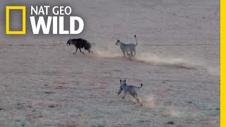 Tense Chase Follows as Unsuspecting Hyena Trespasses on Lion Territory | Nat Geo Wild by Nat Geo WILD