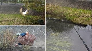 初冬の黒目川・落合川、魚は!? ザリガニは!? 今夜は美味しい天麩羅です