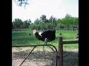 Oudtshoorn ostrich (South Africa, 2007)
